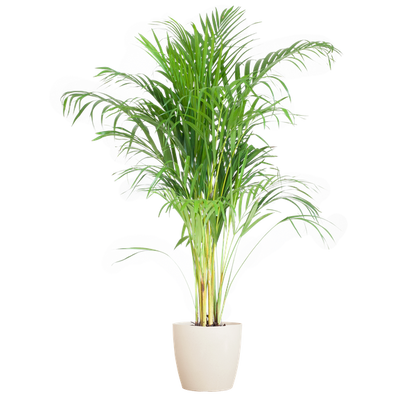 Areca Palm (Dypsis) met Viber Pot - 100cm - Ø21 - Luchtzuiverende Kamerplant - Diervriendelijke Plant