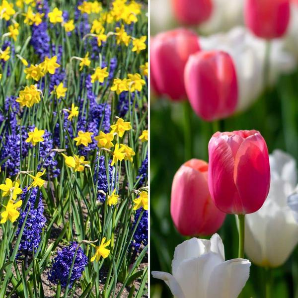 Flowerbulbs Amsterdam - Super Holland Mix - Duurzame voordeelzak, 100 bloembollen voor 2,5 m2 bloemenpracht - Maat 12+