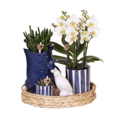 Kolibri Company | Plantenset Mediterranean Sunset | Witte Phalaenopsis Orchidee Lausanne en Succulenten incl. keramieken sierpotten