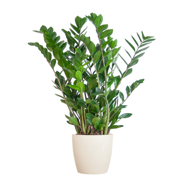 Zamioculcas Zamiifolia met Viber wit - 80cm - Ø21 - ZZ plant