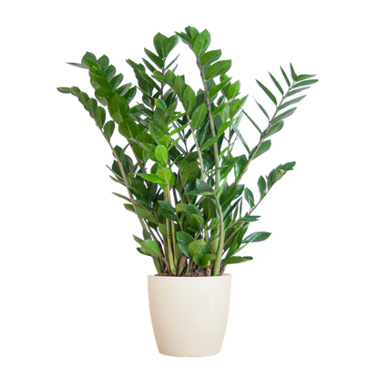 Zamioculcas Zamiifolia met Viber wit - 80cm - Ø21 - ZZ plant