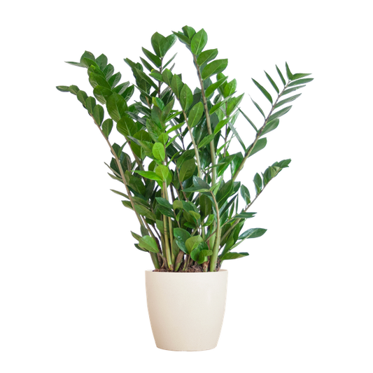 Zamioculcas Zamiifolia met Viber wit - 80cm - Ø21 - ZZ plant