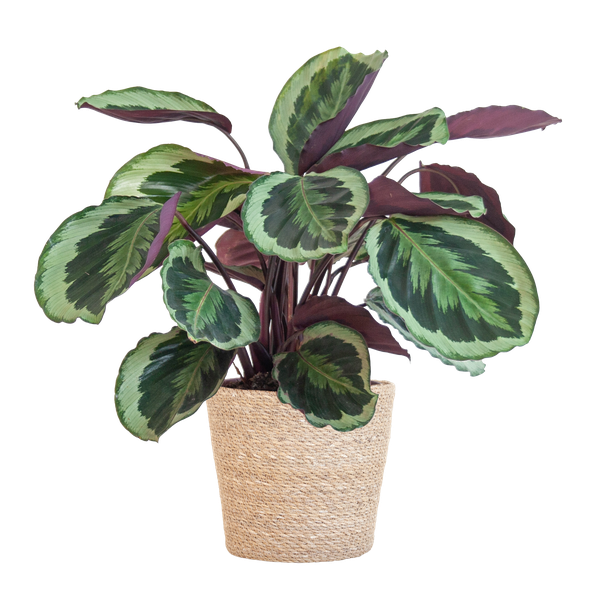 Calathea Medaillon incl Pot/Mand - 65cm - Ø19