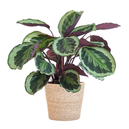 Calathea Medaillon incl Pot/Mand - 65cm - Ø19