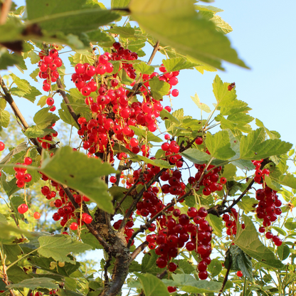 Biologische Kruisbessenplanten - Ø 13 cm - ↨ 20 cm