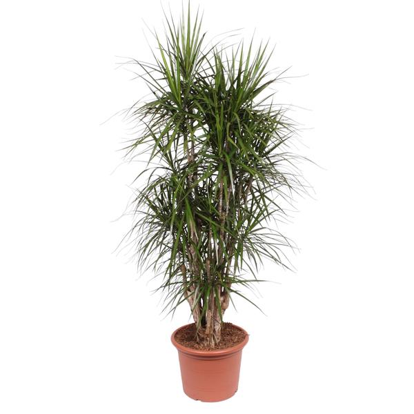 Dracaena Marginata vertakt - 190 cm - ø35