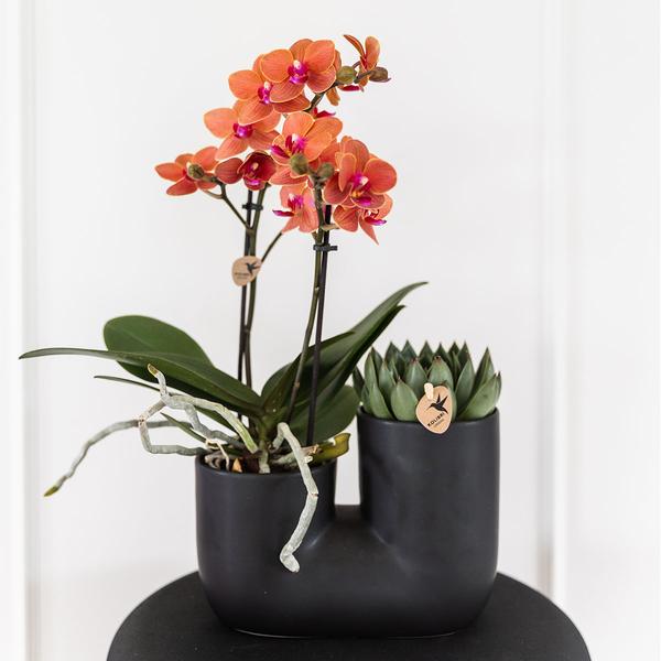 Kolibri Orchids | Set van oranje orchidee Bolzano en succulent in Tube sierpot black - potmaat Ø9cm | bloeiende kamerplant - vers van de kweker