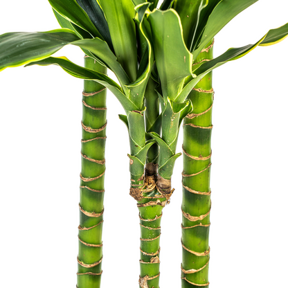 Dracaena Fragrans Golden Coast  - ↕100/140cm