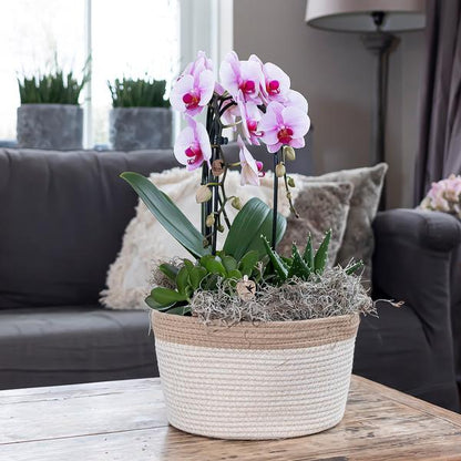 Kolibri Orchids | roze Phalaenopsis orchidee - Niagara Fall  - potmaat Ø12cm | bloeiende kamerplant - vers van de kweker