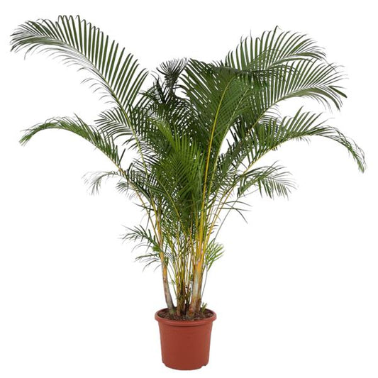 Dypsis Lutescens (Areca Palm) - 240 cm - ø48 - XXL plant - Luchtzuiverende plant