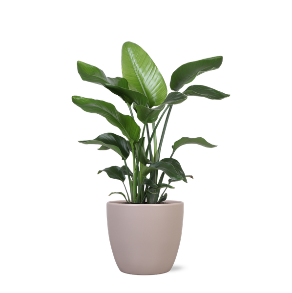 Strelitzia Nicolai - Ø21cm - ↕80cmin Boule pot