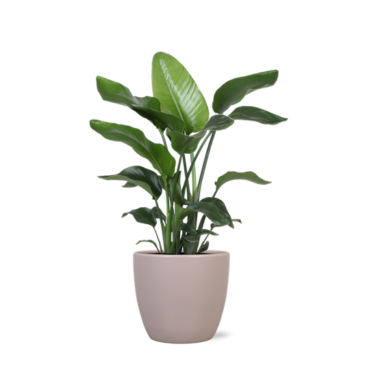 Strelitzia Nicolai - Ø21cm - ↕80cmin Boule pot