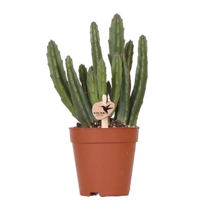 Kolibri Greens | Groene plant - Stapelia - groene kamerplant - vers van de kweker - Ø9cm