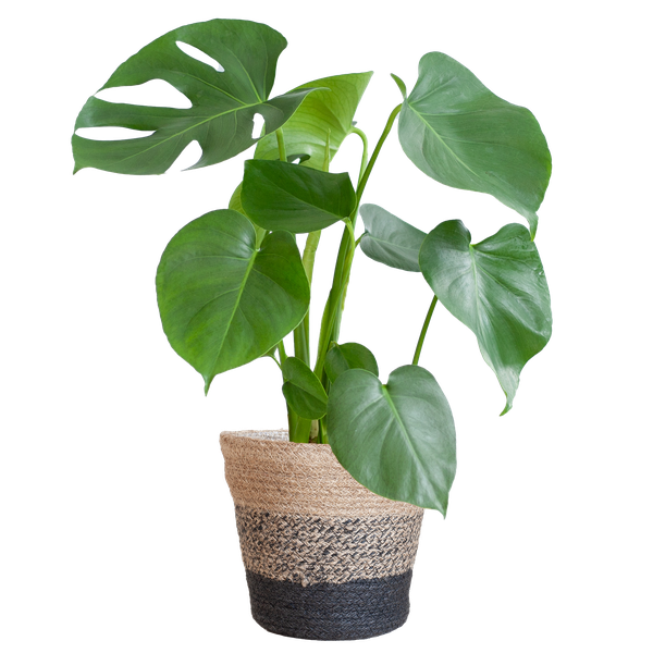 Monstera Deliciosa met Lissabon mand zwart  - 50cm - Ø17