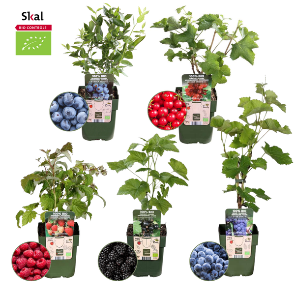 "Vruchten oase" BIO Fruitplanten mix set van 5 verschillende soorten