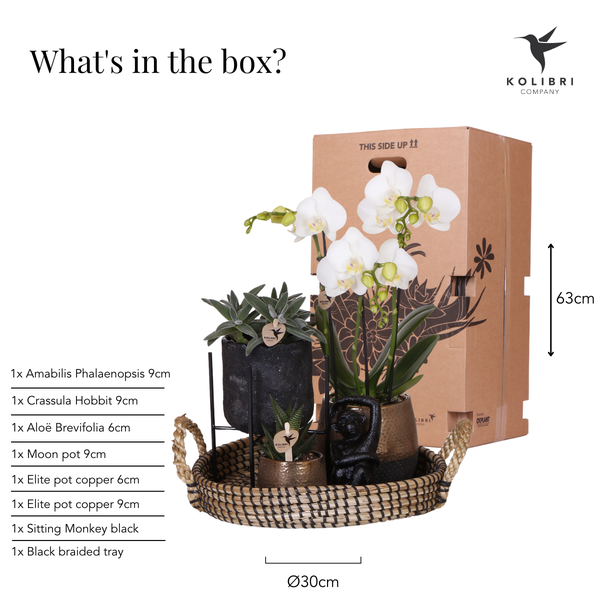 Kolibri Company | Gift set Home Hub | Plantenset met Phalaenopsis Orchidee en Succulenten incl. keramieken sierpotten