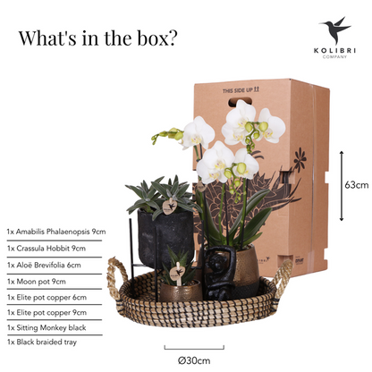 Kolibri Company | Gift set Home Hub | Plantenset met Phalaenopsis Orchidee en Succulenten incl. keramieken sierpotten