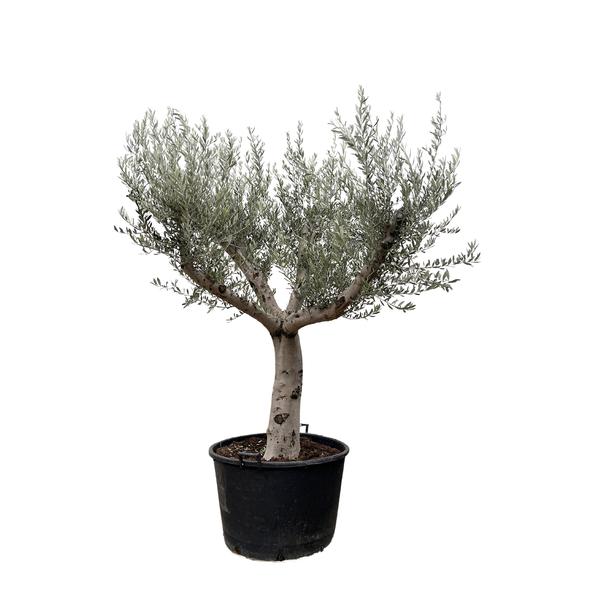 Olijfboom Europaea Cultivo - 250cm- Ø80