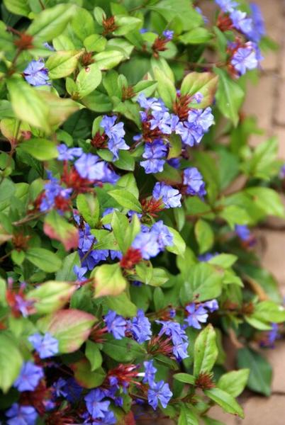 Ceratostigma plumbaginoides  - ↕10-25cm - Ø9cm