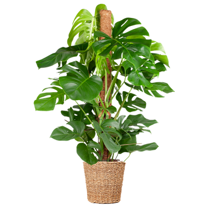 Monstera Deliciosa XL met Torun mand - 120cm - Ø24