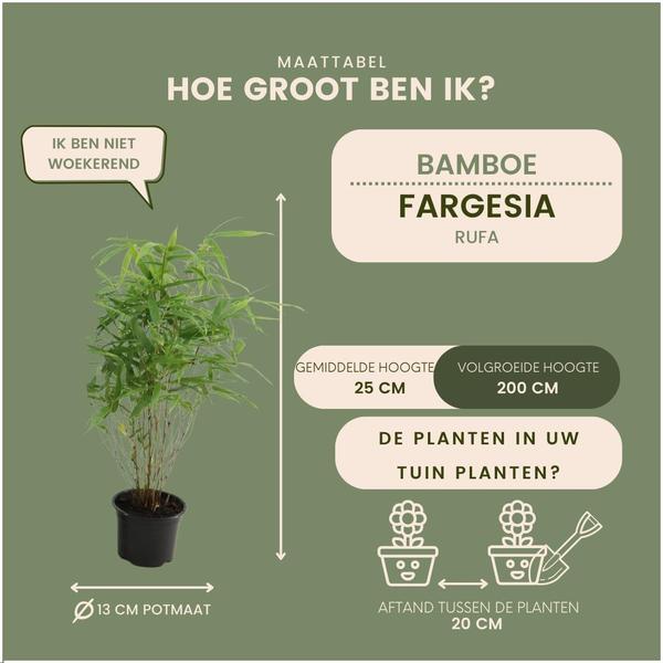 6 x Fargesia Rufa Ø12 cm - ↕25 cm - niet woekerende bamboe