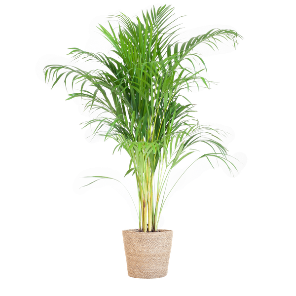 Areca Palm (Dypsis) met Sofia mand naturel/zwat/wit - 100cm - Ø21