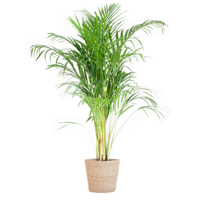 Areca Palm (Dypsis) met Sofia mand naturel/zwat/wit - 100cm - Ø21