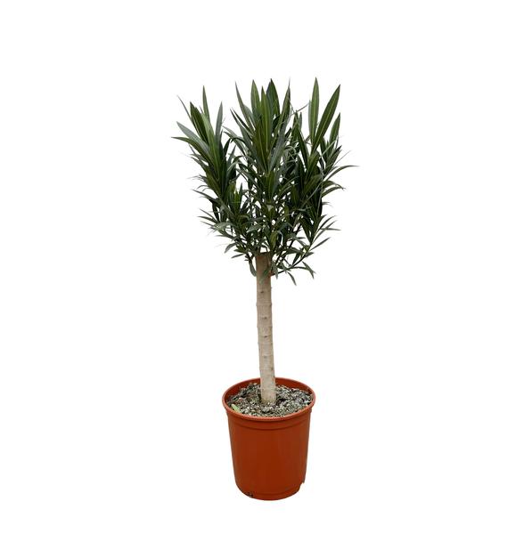 Nerium Oleander op stam met witte bloem - 110cm - Ø22