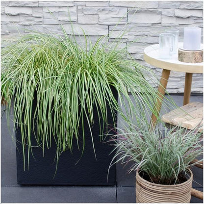 Carex hachijoensis 'Evergold' - Ø 14 cm - ↨ 25 cm