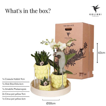 Kolibri Company | Gift set Citrus Plantenset met gele Phalaenopsis Orchidee en Succulenten incl. keramieken sierpotten