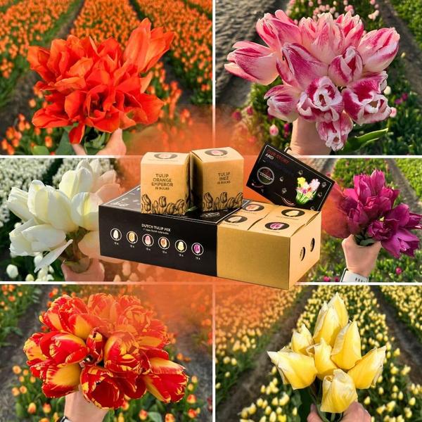 Flowerbulbs Amsterdam - Dutch Tulip Mix - Luxe box large, 90 bloembollen voor 2,5 m2 bloemenpracht - Maat 12+