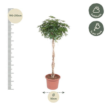 Schefflera Arboricola Compacta gevlochten stam - 200 cm - ø50