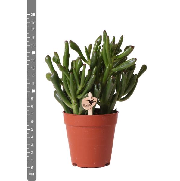 Kolibri Greens | Groene plant - Succulent Crassula Hobbit -  groene kamerplant - vers van de kweker - Ø9cm