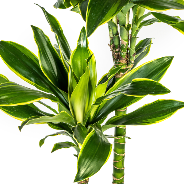 Dracaena Fragrans Golden Coast  - ↕100/140cm