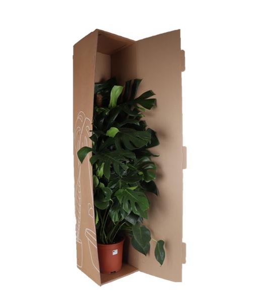 Monstera Deliciosa MOSSTOK - Ø27cm - ↕150cm