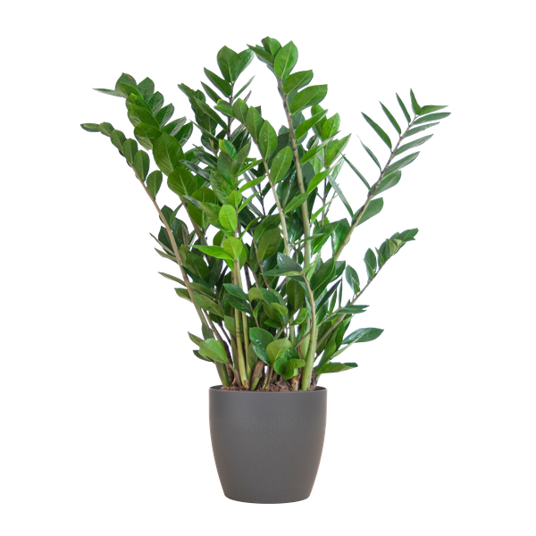 Zamioculcas Zamiifolia met Viber grijs - 80cm - Ø21