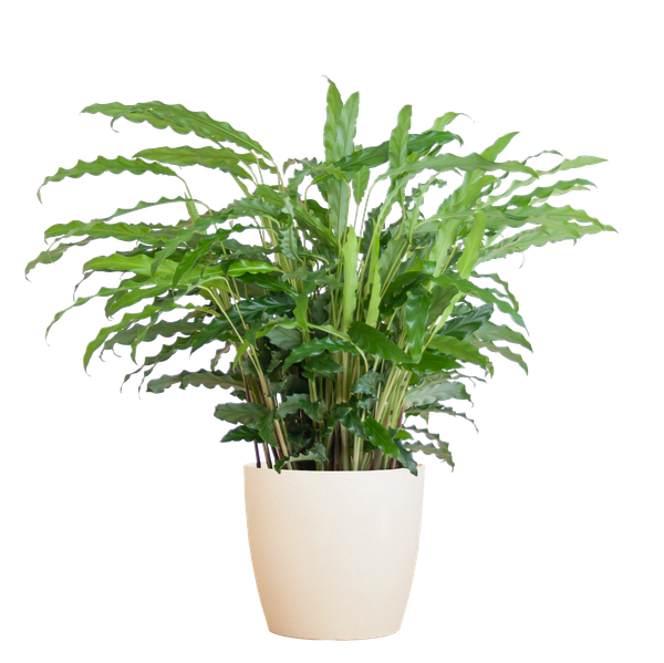 Calathea Rufibarba met pot - 55cm - Ø17