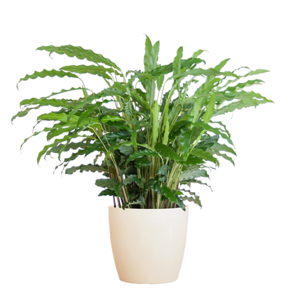 Calathea Rufibarba met pot - 55cm - Ø17