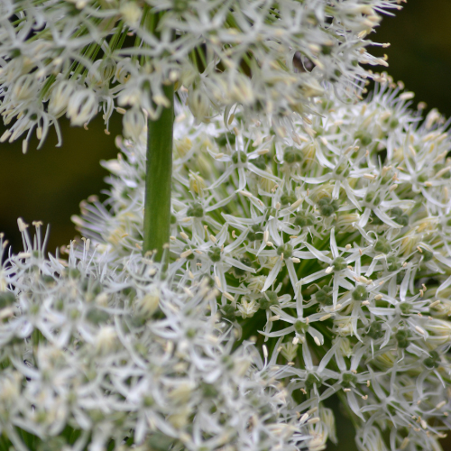 White Giant - Allium bollen 5 stuks