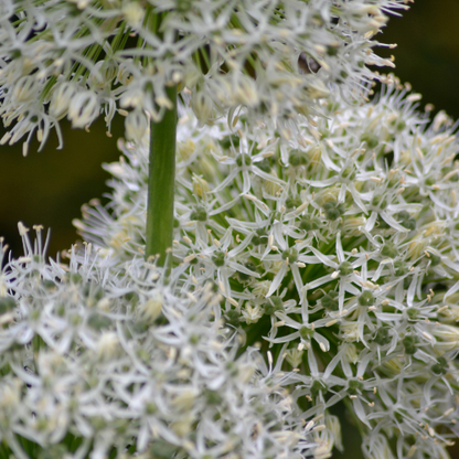 White Giant - Allium bollen 5 stuks