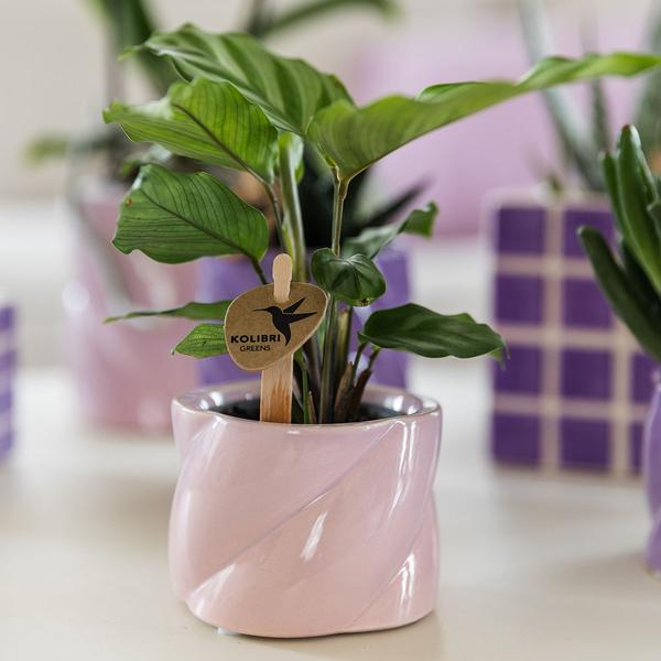 Kolibri Home | Candy sierpot - Pink - Ø6cm