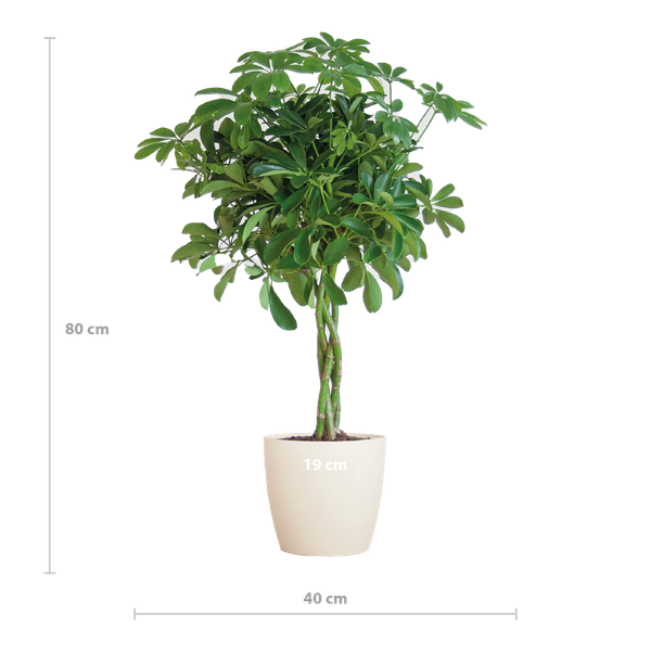 Schefflera Arab Nora Keuze uit pot of mand   - 70cm - Ø21 (vingerplant)