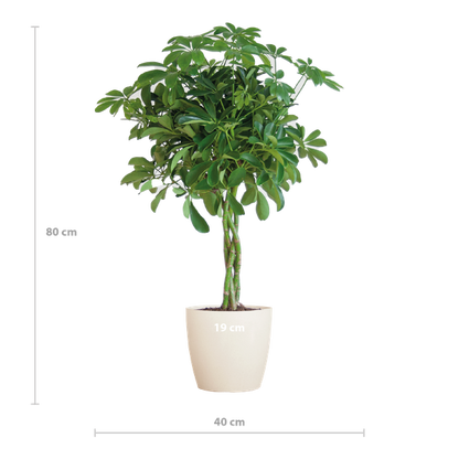 Schefflera Arab Nora Keuze uit pot of mand   - 70cm - Ø21 (vingerplant)