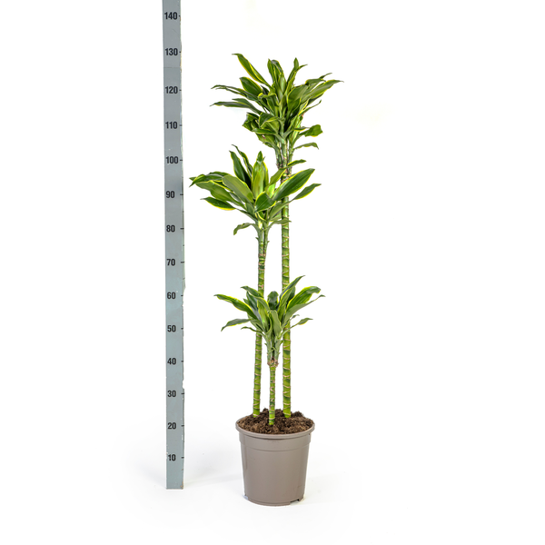 Dracaena Fragrans Golden Coast  - ↕100/140cm