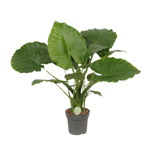 Alocasia Gageana California - Ø21cm - ↕80cm