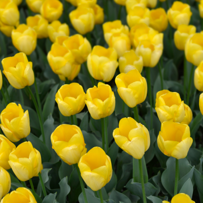 Strong gold - Tulpenbollen 20 stuks