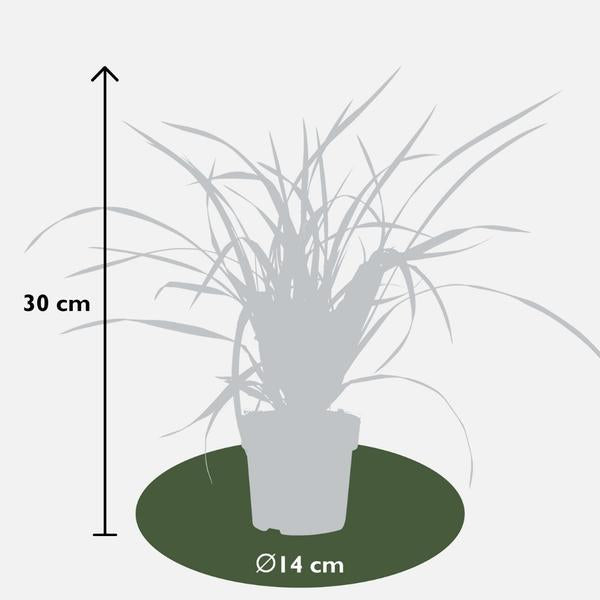 Carex morrowi 'Irish Green' - Ø 14 cm - ↨ 25 cm