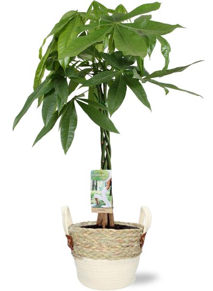 Pachira Aquatica - Ø21cm - ↕90cm + Pot D23x20cm