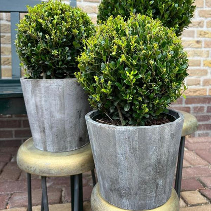 2x Ilex crenata 'Jenny' bol in houten pot | set van 2 stuks | 20 cm Ø - Wintergroene tuinplant