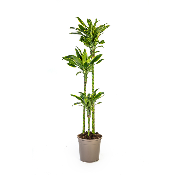 Dracaena Fragrans Golden Coast  - ↕100/140cm